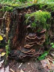 Hymenochaete rubiginosa