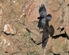 Pyrrhocorax pyrrhocorax