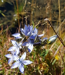 Lomatogonium carinthiacum