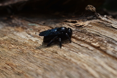 Xylocopa