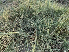 Spinifex littoreus