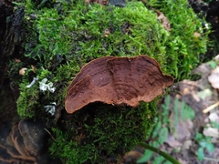 Hymenochaete rubiginosa
