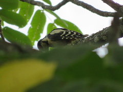 Dendrocopos major japonicus