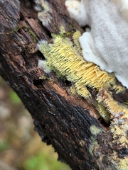 Radulomyces copelandii