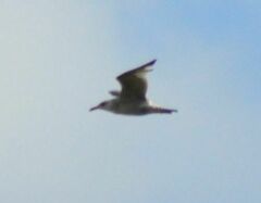 Larus argentatus