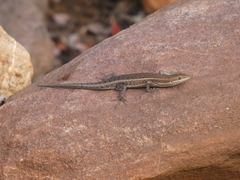 Trachylepis varia