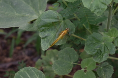 Crocothemis servilia