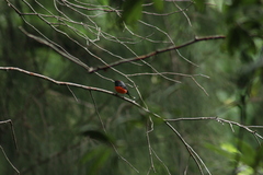 Myioborus miniatus