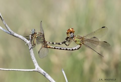 Erpetogomphus designatus