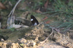 Euploea radamanthus