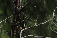 Troglodytes aedon brunneicollis