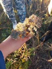 Seseli condensatum