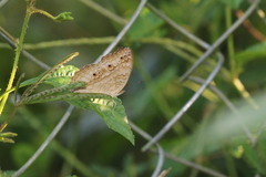 Junonia atlites
