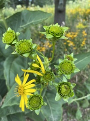 Silphium perfoliatum