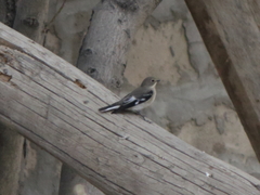 Ficedula semitorquata