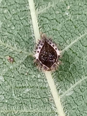 Chilocorus bipustulatus