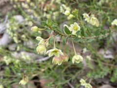 Phyllanthus calycinus
