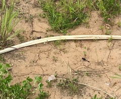 Leucorrhinia rubicunda