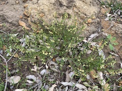 Phyllanthus calycinus