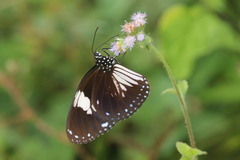 Euploea radamanthus