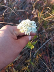 Seseli condensatum