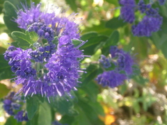 Caryopteris