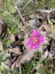Hypocalymma robustum