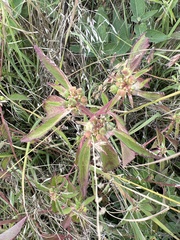 Euphorbia davidii
