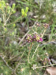 Hypocalymma robustum