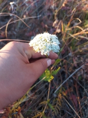Seseli condensatum
