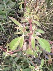Euphorbia davidii