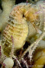 Hippocampus kuda