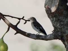 Ficedula semitorquata