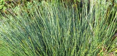 Trichophorum cespitosum image