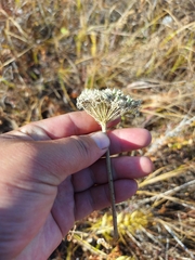 Seseli condensatum