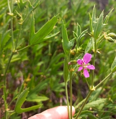 Pelargonium scabrum