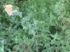 Nepeta racemosa