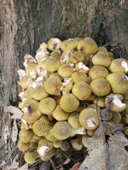 Armillaria mellea