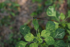 Ceriagrion cerinorubellum