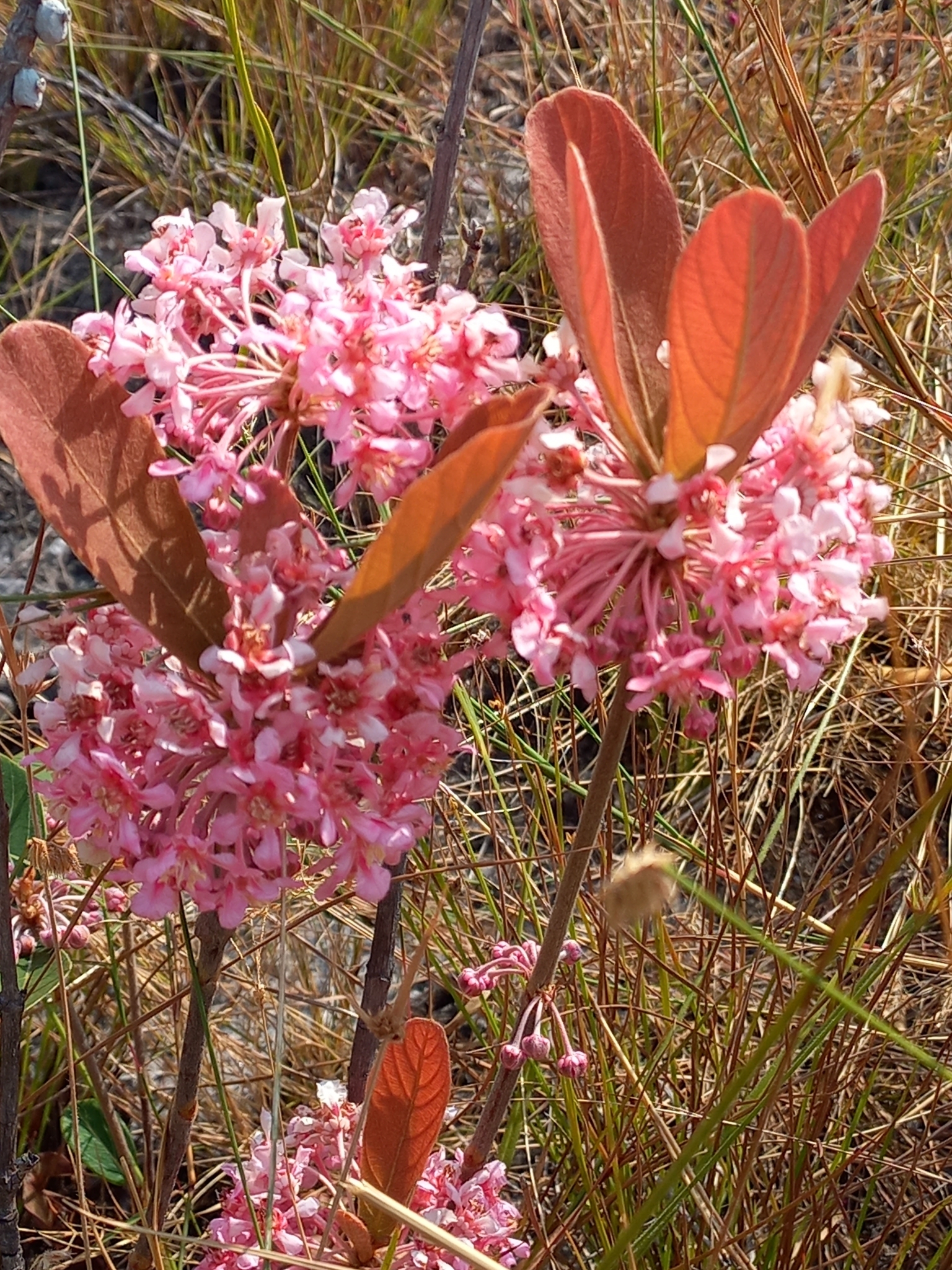 Pterandra pyroidea