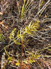 Seseli condensatum