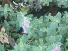 Nepeta racemosa