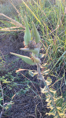 Asclepias viridiflora