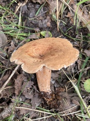 Lactarius peckii
