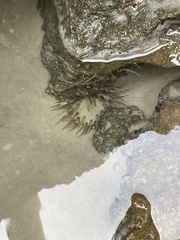 Bunodosoma cavernatum