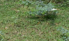 Rhyothemis variegata