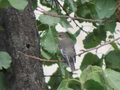 Ficedula semitorquata