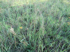 Artemisia tanacetifolia