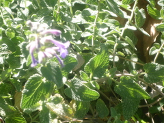 Nepeta racemosa