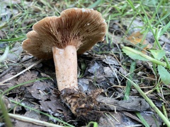 Lactarius peckii
